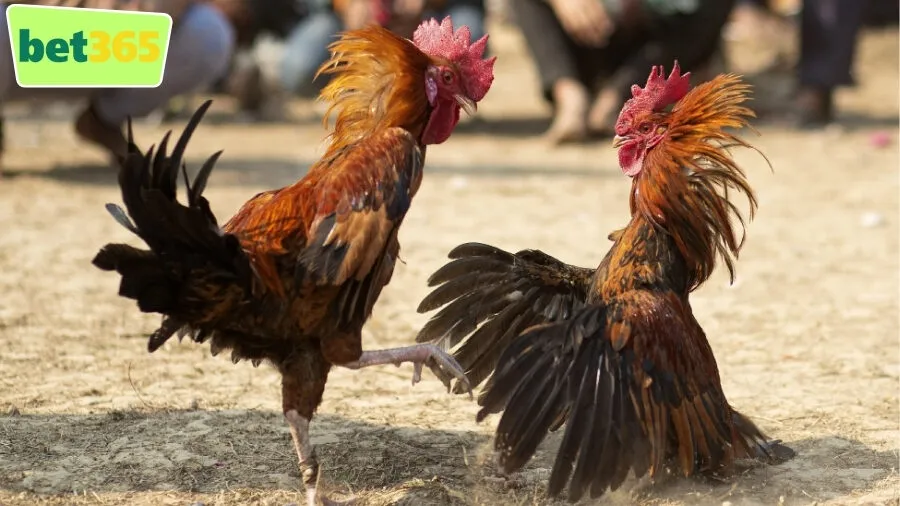 Gà Chọi Việt Nam – Đá gà trực tiếp, tỷ lệ hấp dẫ 1 Gà Chọi Việt Nam