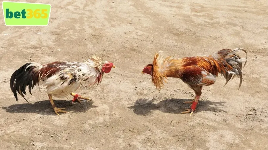 Sới Gà Nảy Lửa Sới Gà Nảy Lửa – Trận đấu máu lửa, cược cực đã 2 Định nghĩa và Giải thích về Sới Gà Nảy Lửa